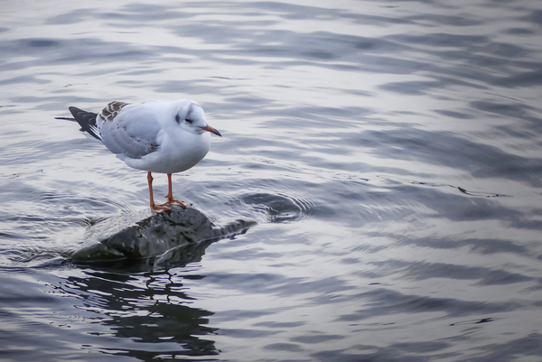 冬にやってくる琵琶湖のユリカモメ